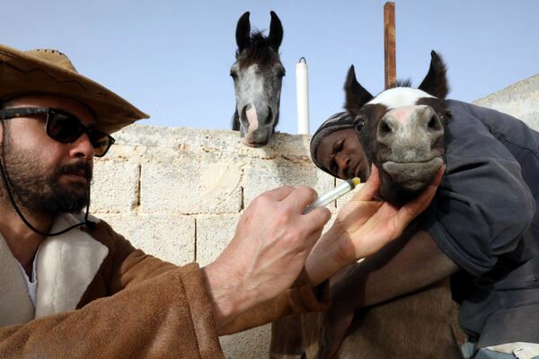 Nhà tạo giống ngựa nòi Ả Rập Abdul Salam al-Worfali đang chăm sóc con ngựa trong chuồng, Libya - Sputnik Việt Nam