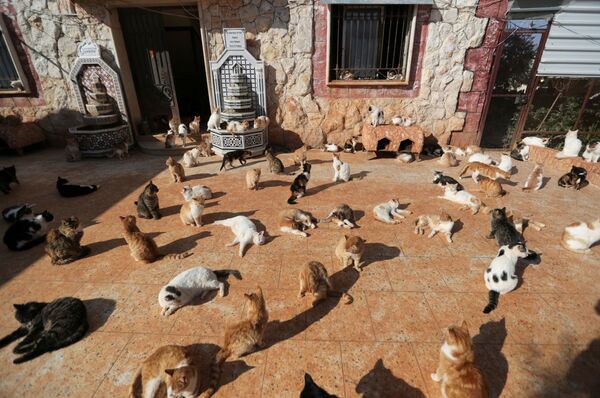 Mái ấm cho những con mèo Ernesto ở Idlib, Syria - Sputnik Việt Nam