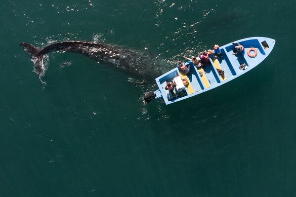 Ảnh chụp từ trên không: Cá voi xám bên chiếc thuyền với những người quan sát ở Mexico - Sputnik Việt Nam