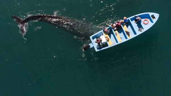 Ảnh chụp từ trên không: Cá voi xám bên chiếc thuyền với những người quan sát ở Mexico - Sputnik Việt Nam