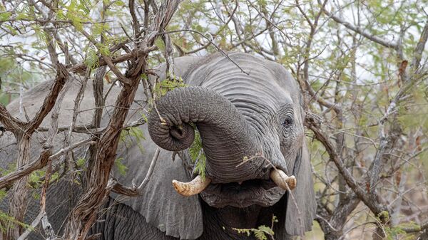 Một con voi ăn quả marula trong Vườn quốc gia Kruger ở Nam Phi - Sputnik Việt Nam