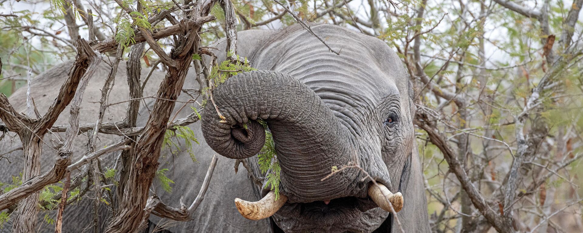 Một con voi ăn quả marula trong Vườn quốc gia Kruger ở Nam Phi - Sputnik Việt Nam, 1920, 07.10.2022