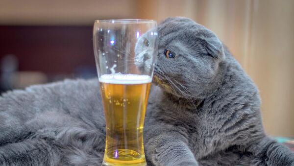Mèo và ly bia - Sputnik Việt Nam
