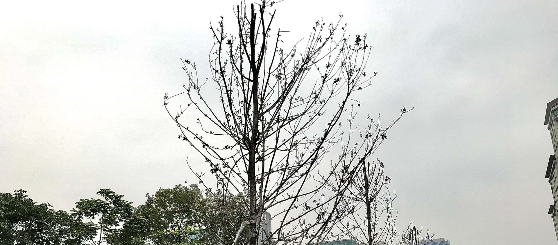 Hàng cây phong lá đỏ trên đường Nguyễn Chí Thanh đang có hiện tượng bị chết, héo, không cành lá.  - Sputnik Việt Nam, 1920, 06.04.2021
