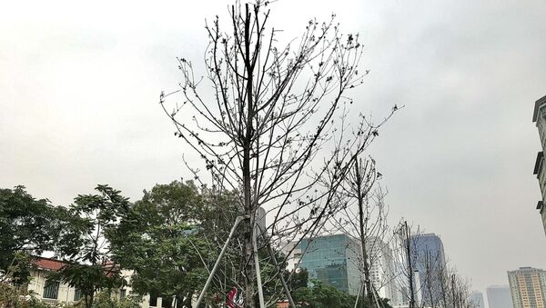 Hàng cây phong lá đỏ trên đường Nguyễn Chí Thanh đang có hiện tượng bị chết, héo, không cành lá.  - Sputnik Việt Nam