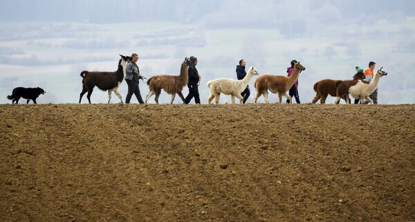 Gia đình Bloching đi dạo cùng lạc đà không bướu, alpacas và chú chó Mogli dọc theo con đường nông thôn ở Waldhausen, Đức - Sputnik Việt Nam