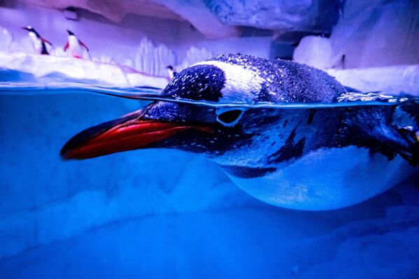 Chim cánh cụt bơi trong chuồng của mình tại thủy cung Sea Life Bangkok Ocean World ở Bangkok - Sputnik Việt Nam