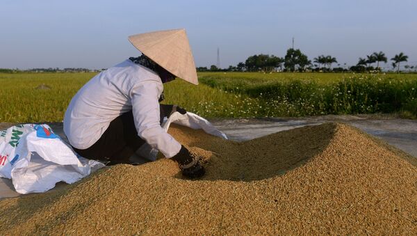 Фермер на рисовом поле на окраине Ханоя, Вьетнам - Sputnik Việt Nam