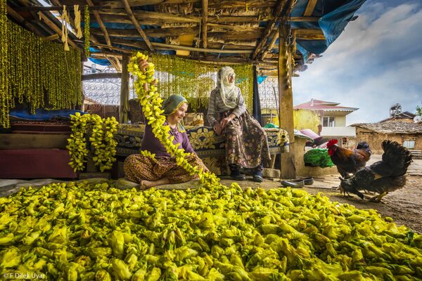 “Phơi đậu bắp” (Drying Okra) của nhiếp ảnh gia Thổ Nhĩ Kỳ F. Dilek Uyar, người chiến thắng hạng mục “Mang thu hoạch về nhà”, cuộc thi Pink Lady® Food Photographer of the 2021  - Sputnik Việt Nam
