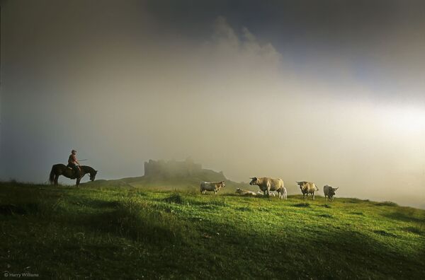 “Người nông dân với đàn gia súc” (Farmer with his Longhorn cattle) của nhiếp ảnh gia Anh Harry Williams, người chiến thắng hạng mục Đồ ăn trên cánh đồng, cuộc thi Pink Lady® Food Photographer of the 2021 - Sputnik Việt Nam