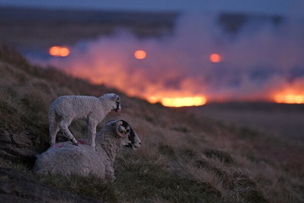 Cừu trên sườn đồi trên nền cảnh ngọn lửa từ đám cháy ở đầm lầy Marsden Marsh, gần Huddersfield ở miền bắc nước Anh - Sputnik Việt Nam