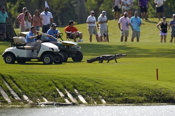 Đại diện của giải golf Louisiana tháp tùng cá sấu aligato xuống nước
 - Sputnik Việt Nam