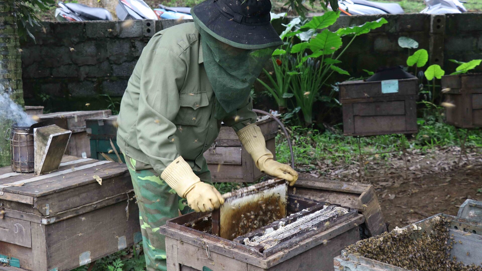 Người dân lấy cầu đựng ong ra khỏi thùng mang đi lấy mật. - Sputnik Việt Nam, 1920, 01.05.2021