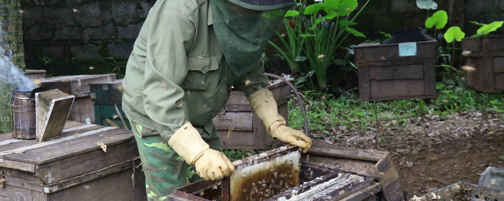 Người dân lấy cầu đựng ong ra khỏi thùng mang đi lấy mật. - Sputnik Việt Nam, 1920, 01.05.2021