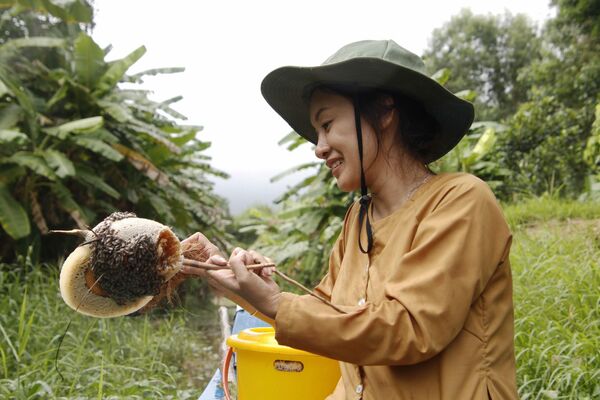 Du khách chiêm ngưỡng một tổ ong ruồi vừa mới thu hoạch, tỉnh Cà Mau, Việt Nam - Sputnik Việt Nam