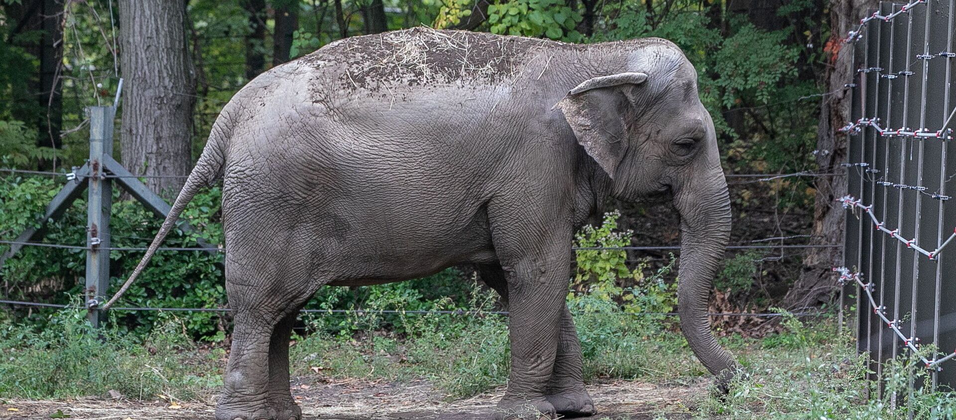 Con voi có tên Happy trong Vườn thú Bronx. - Sputnik Việt Nam, 1920, 09.05.2021