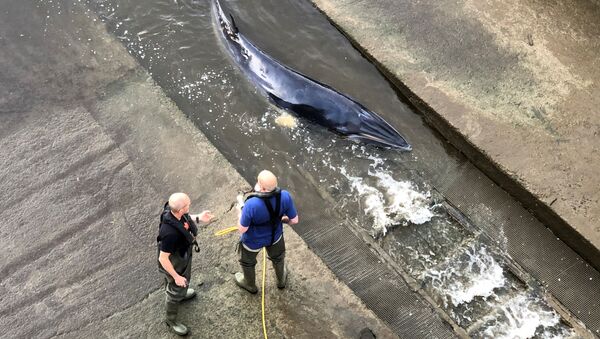 Một con cá voi bị mắc kẹt trong khóa sông Thames ở London - Sputnik Việt Nam