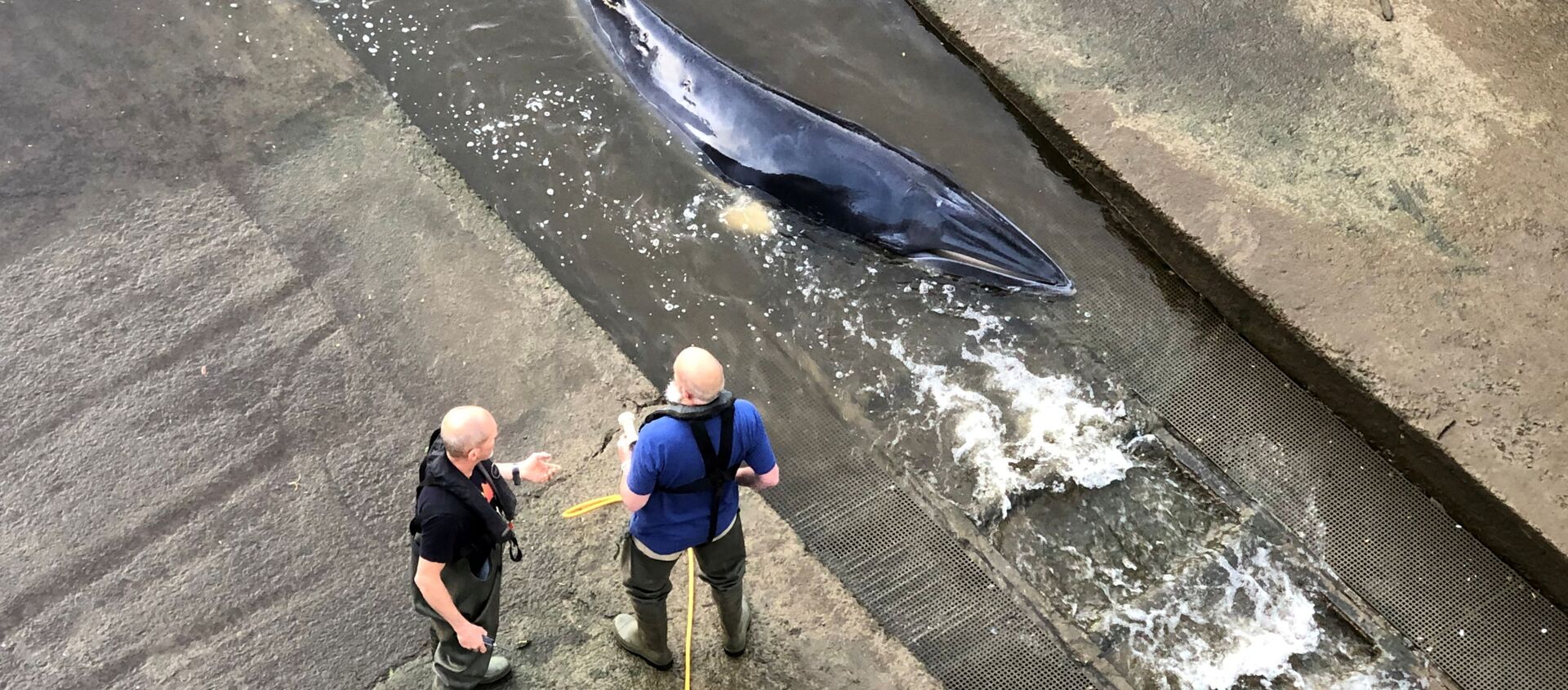 Một con cá voi bị mắc kẹt trong khóa sông Thames ở London - Sputnik Việt Nam, 1920, 11.05.2021