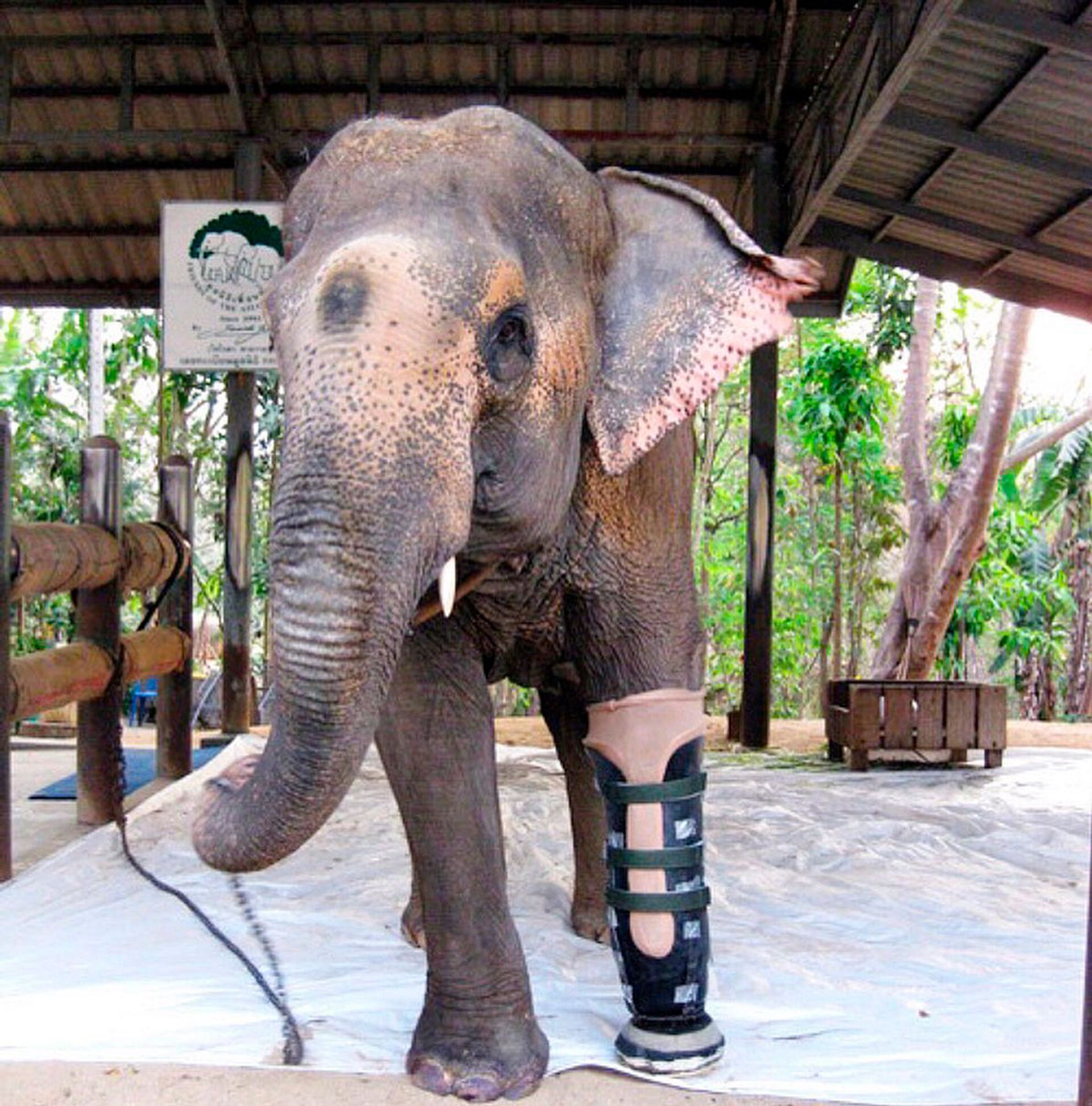 Bác sĩ của rừng xanh: Cứu giúp voi bị mất chân vì mìn - Sputnik Việt Nam, 1920, 12.05.2021