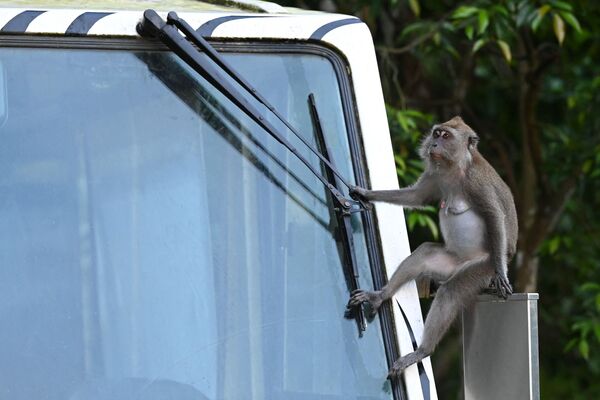 Con khỉ Macaca ngồi trên gương xe điện trong cuộc tham quan vườn thú đêm Night Safari tại Singapore  - Sputnik Việt Nam