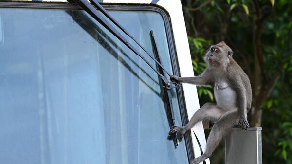 Con khỉ Macaca ngồi trên gương xe điện trong cuộc tham quan vườn thú đêm Night Safari tại Singapore  - Sputnik Việt Nam