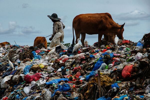 Một người chăn thả bò tại bãi rác sau lễ Eid al-Fitr, Indonesia. - Sputnik Việt Nam