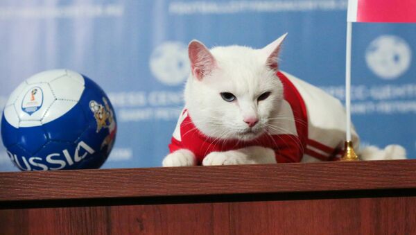 Mèo Achilles dự đoán chiến thắng của đội tuyển quốc gia Nga trước Ả Rập Saudi trong trận mở màn World Cup FIFA 2018. - Sputnik Việt Nam