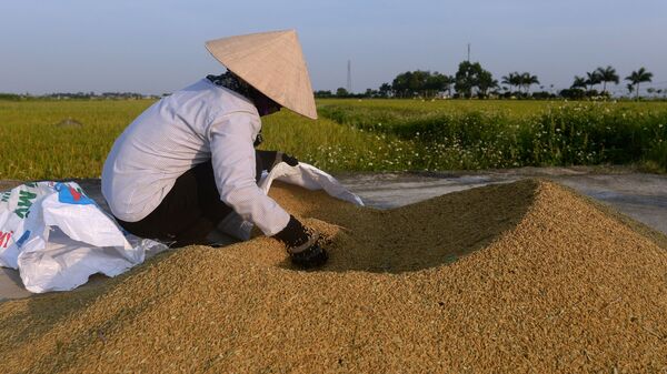 Một nông dân thu hoạch lúa trên cánh đồng lúa ở Hà Nội, Việt Nam. - Sputnik Việt Nam