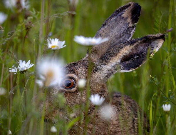 Con thỏ trong đám cỏ rậm ở ngoại ô Frankfurt, Đức - Sputnik Việt Nam
