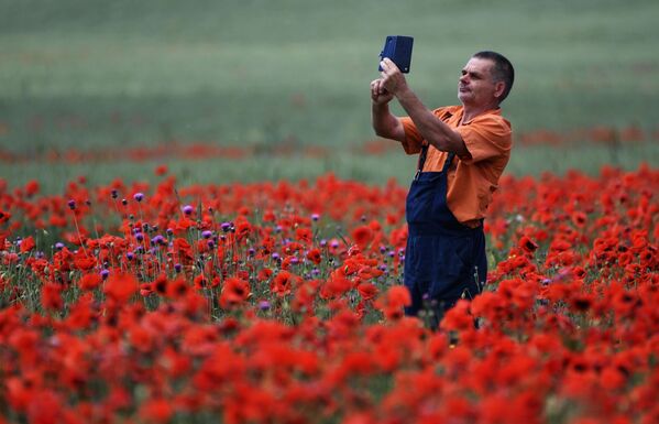 Một người đàn ông chụp ảnh hoa trên cánh đồng anh túc gần làng Siren, vùng Bakhchisarai của Crưm - Sputnik Việt Nam