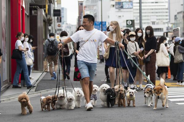 Người chuyên dẫn chó đi dạo băng qua đường với chó ở Tokyo - Sputnik Việt Nam
