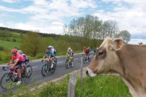 Người đi xe đạp vượt qua một con bò trong cuộc đua Criterium du Dauphine - Sputnik Việt Nam
