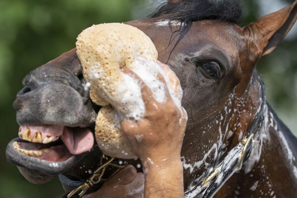 Nài ngựa đang tắm cho ngựa sau cuộc đua ở Elmont, New York, Mỹ - Sputnik Việt Nam