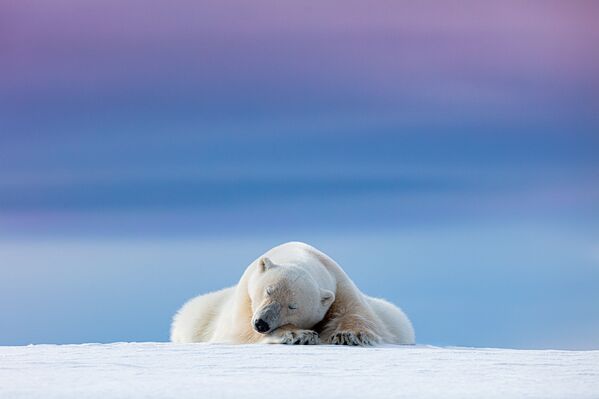 Ảnh Sleepy Polar Bear  (Chú gấu Bắc Cực buồn ngủ) của Dennis Stogsdill, người chiến thắng hạng mục «Chân dung động vật hoang dã» tại cuộc thi Nature TTL Photographer of the Year  năm 2021 - Sputnik Việt Nam