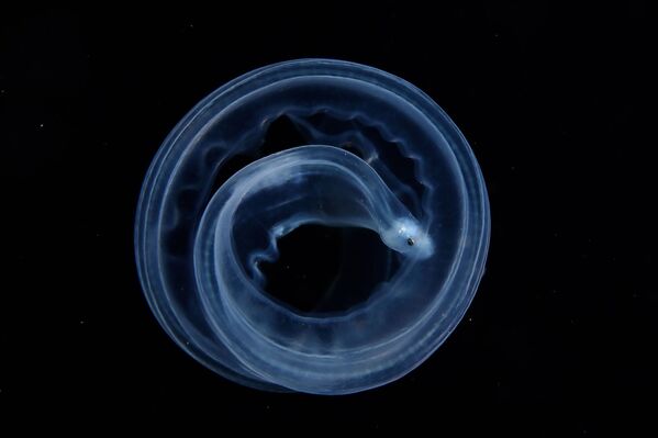 Ảnh “Round” (Vòng tròn) của nhiếp ảnh gia Zhi'yue Shi giành giải 2 hạng mục «Thế giới dưới nước» trong cuộc thi Nature TTL Photographer of the Year  năm 2021 - Sputnik Việt Nam