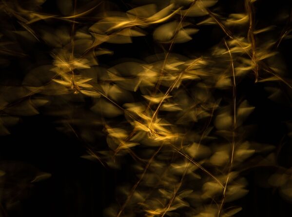 Ảnh “Dance of the Termites”  (Vũ điệu Mối chúa) của nhiếp ảnh gia James Gifford chiến thắng hạng mục «Thế giới nhỏ» trong cuộc thi Nature TTL Photographer of the Year của năm 2021 - Sputnik Việt Nam