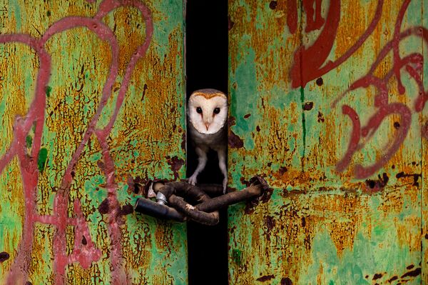 Ảnh “The Door” (Cánh cửa) của tác giả Jose Luis Ruiz Jimenez, được xếp hạng cao trong hạng mục “Thiên nhiên hoang dã đô thị” trong cuộc thi Nature TTL Photographer of the Year của năm 2021  - Sputnik Việt Nam
