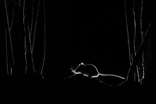 Bức ảnh Silhouetted Wood Mouse (Bóng con chuột gỗ) của John Formstone, người chiến thắng hạng mục «Bẫy ảnh» cuộc thi  Nature TTL Photographer of the Year của năm 2021  - Sputnik Việt Nam