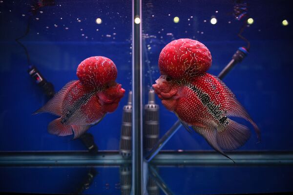 Hai con cichlid (Cá hoàng đế) đang quan sát nhau qua bể kính riêng biệt tại triển lãm cá cảnh và nhiệt đới ở Bangkok - Sputnik Việt Nam