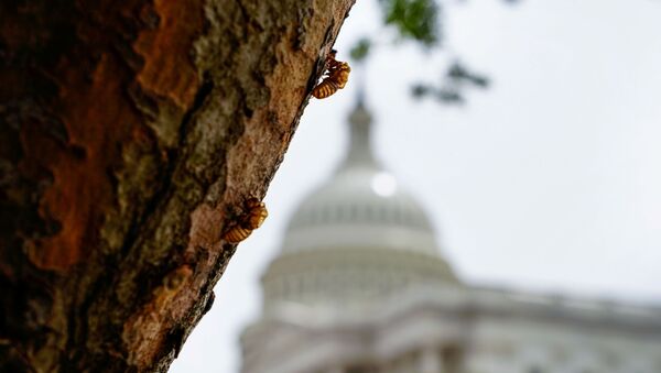 Ve sầu trên cây gần Điện Capitol ở Washington. - Sputnik Việt Nam