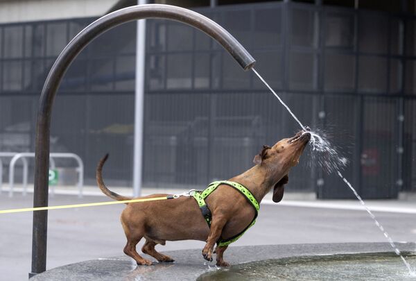 Con chó Archibald đang sảng khoái trong đài phun nước vào một ngày nắng ấm áp ở Zeshatadte, ngoại ô Vienna, Áo - Sputnik Việt Nam