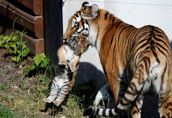 Hổ Amur với con mới sinh trong sở thú ở Plock, Ba Lan - Sputnik Việt Nam