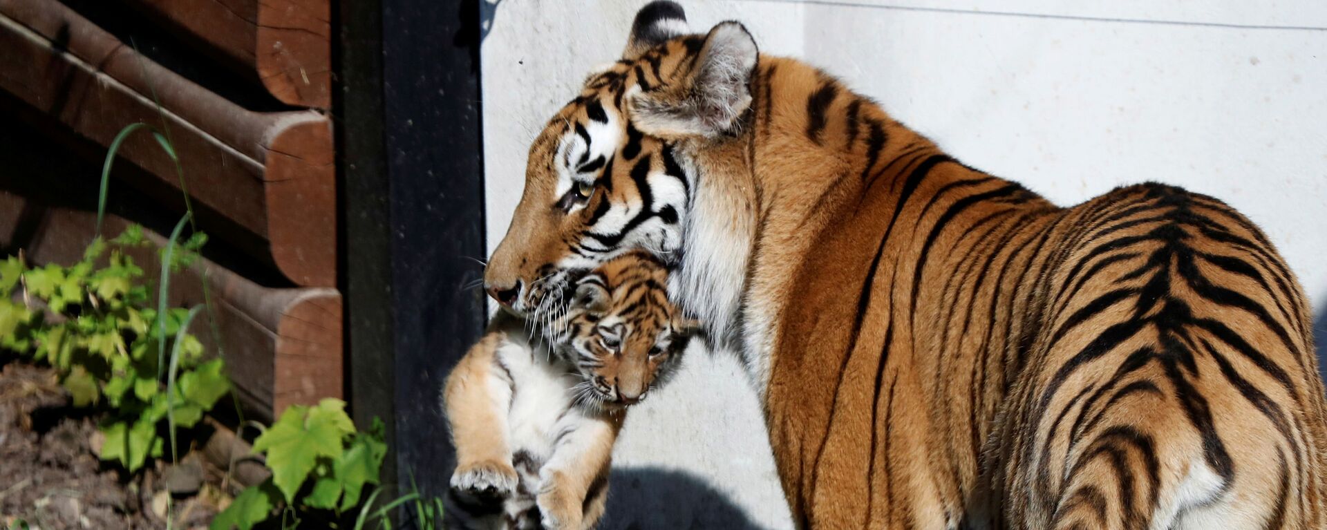 Hổ Amur với con mới sinh trong sở thú ở Plock, Ba Lan - Sputnik Việt Nam, 1920, 04.08.2021