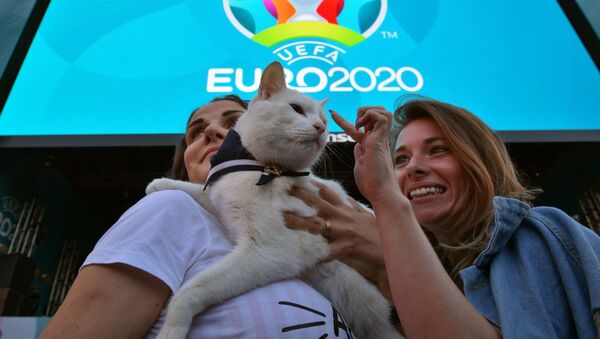 Chú mèo tiên tri Achilles trước giờ phát sóng lượt trận đầu vòng bảng giải vô địch UEFA EURO 2020. - Sputnik Việt Nam