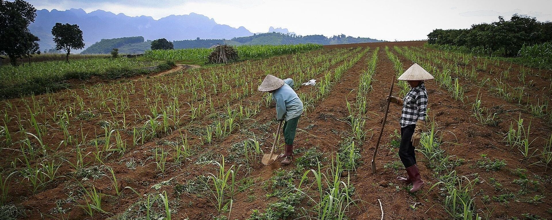 Những cánh đồng đang được những người nông dân trồng mía ở xã Mỹ Hòa - Tân Lạc. - Sputnik Việt Nam, 1920, 16.06.2021