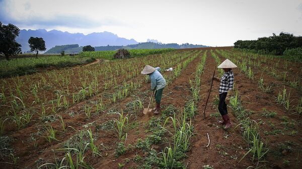 Những cánh đồng đang được những người nông dân trồng mía ở xã Mỹ Hòa - Tân Lạc. - Sputnik Việt Nam