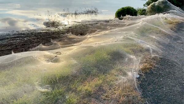 Đầm lầy ở Úc phủ đầy mạng nhện  - Sputnik Việt Nam