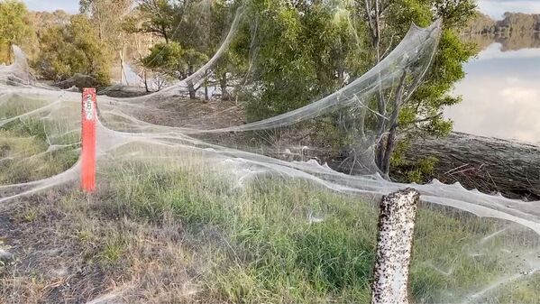 Đầm lầy ở Úc phủ đầy mạng nhện  - Sputnik Việt Nam