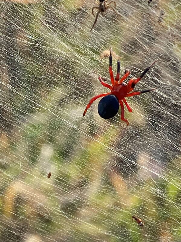 Nhện đỏ và nhện đen trong đầm lầy ở Úc - Sputnik Việt Nam