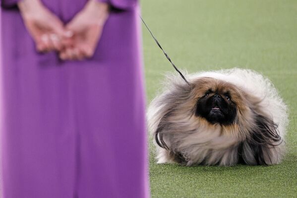 Con chó Wasabi giống Bắc Kinh tham dự triển lãm chó Westminster Kennel Club ở Tarrytown, New York - Sputnik Việt Nam